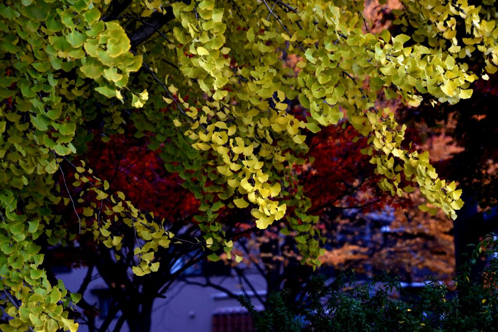 我が街「2024紅葉」05