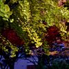 我が街「2024紅葉」05