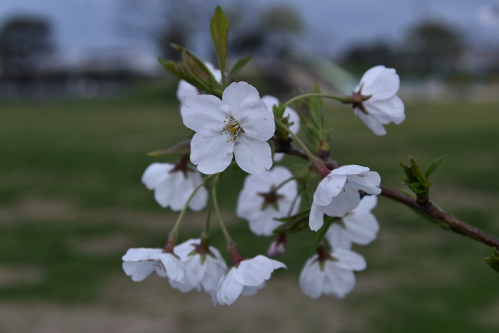 桜　2024　その五