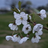 桜　2024　その五