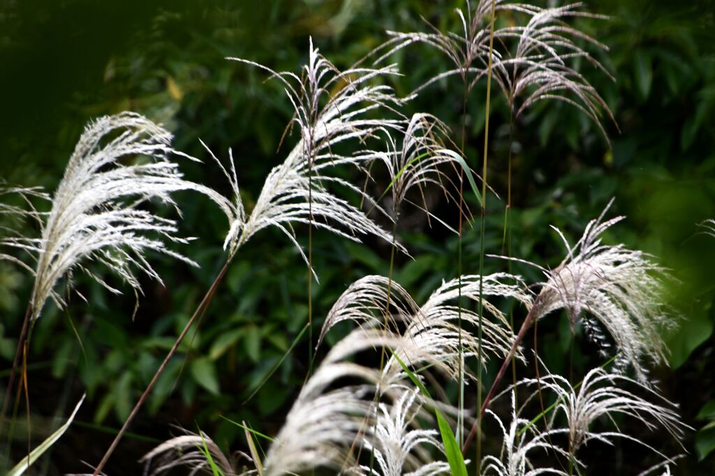 らんだむ。らんだむ。ラン！ラン！ラン！その二十六「ススキ」