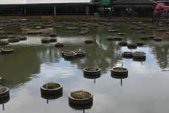 2026大宰府天満宮 04