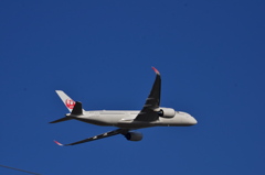 JAL 521