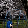 「2025桜 」08