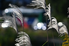 「秋ですね！」