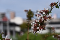  らんだむ。らんだむ。ラン！ラン！ラン！その百三十「 花」