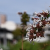  らんだむ。らんだむ。ラン！ラン！ラン！その百三十「 花」