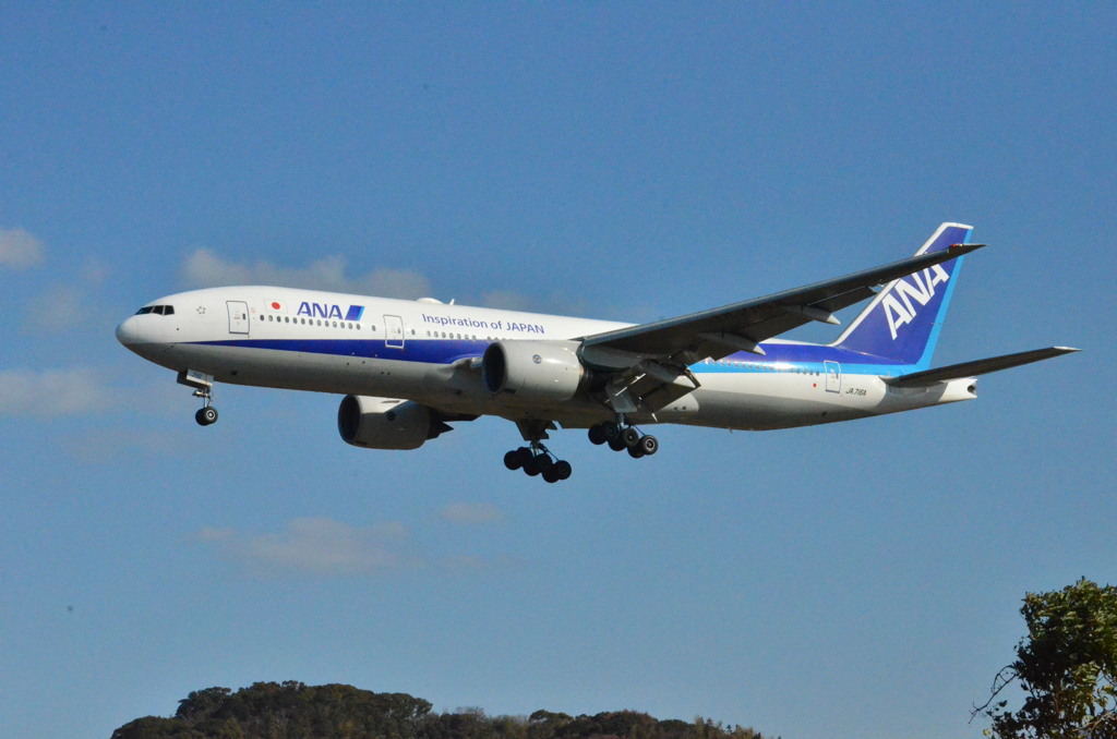 ANA 81