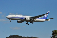 ANA 81
