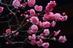 早春譜３