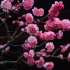 早春譜３