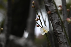 「あなたの心に居たいから」