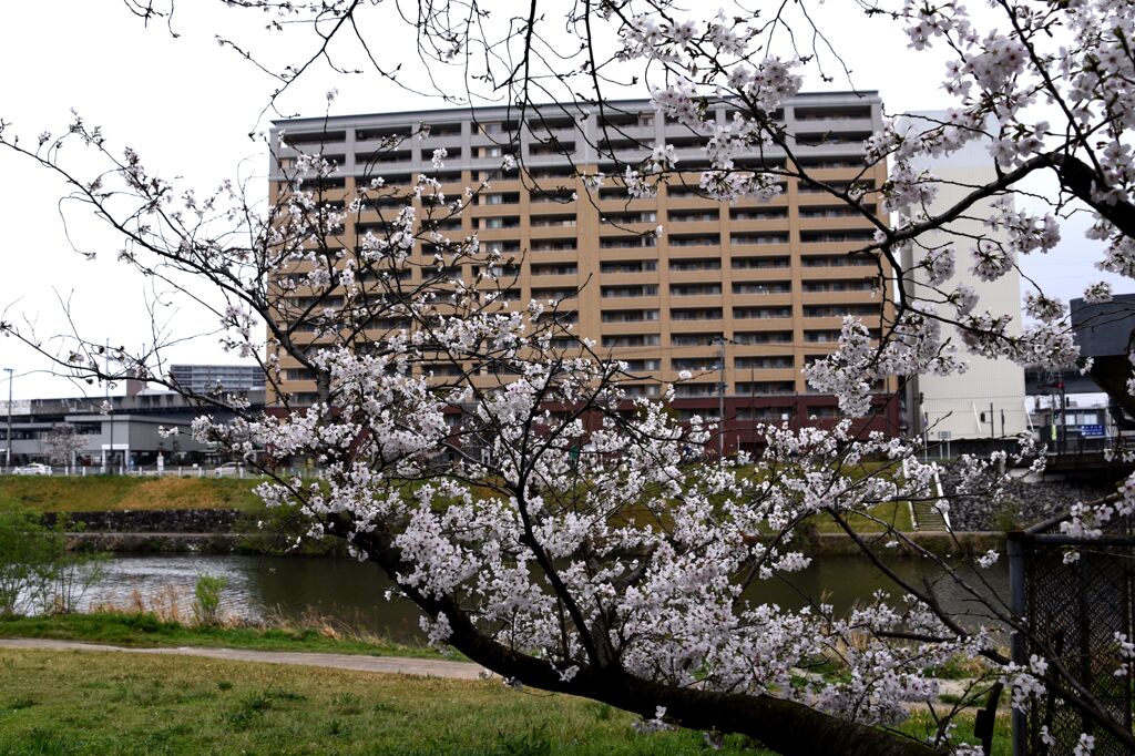 「2025桜 」01