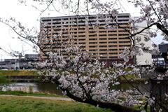 「2025桜 」01