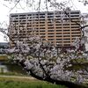 「2025桜 」01