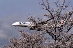 「2025桜 」10          JAL 1273