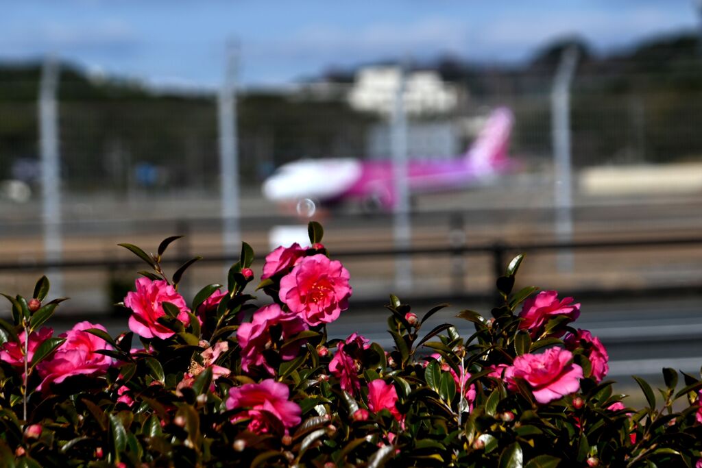 「三三九度の盃よりも」