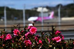 「三三九度の盃よりも」