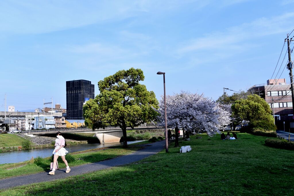 桜　2024　その九