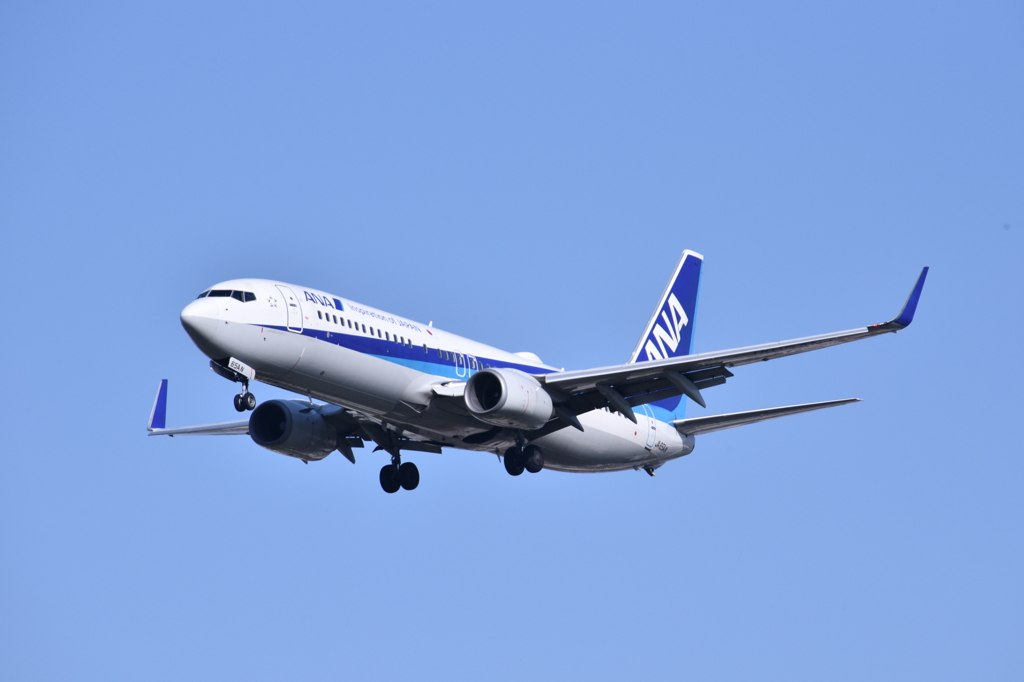 ANA 509