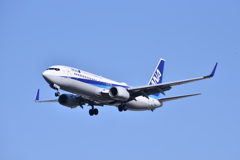 ANA 509