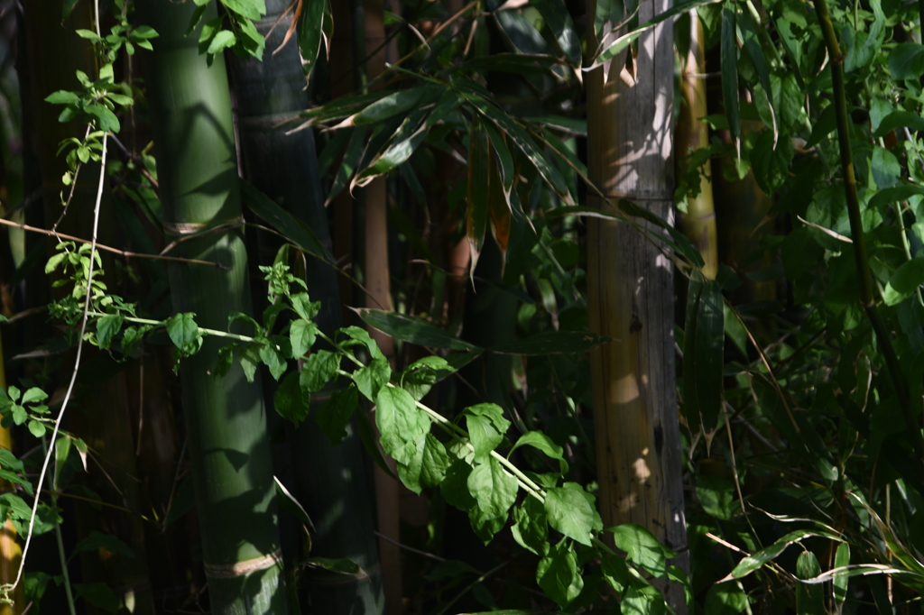 「キュウリのパパ」06