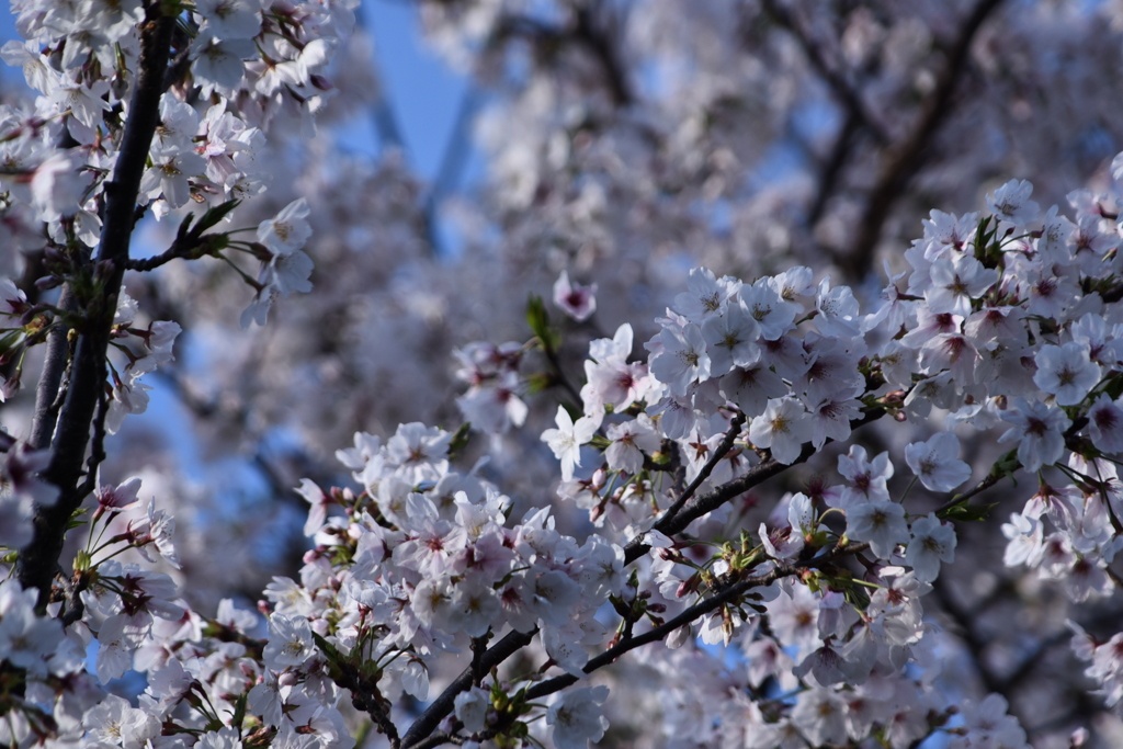 桜　2024　その十三