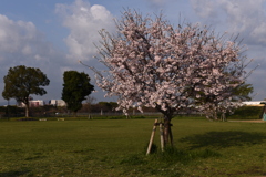 「2025桜 」07