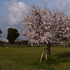 「2025桜 」07