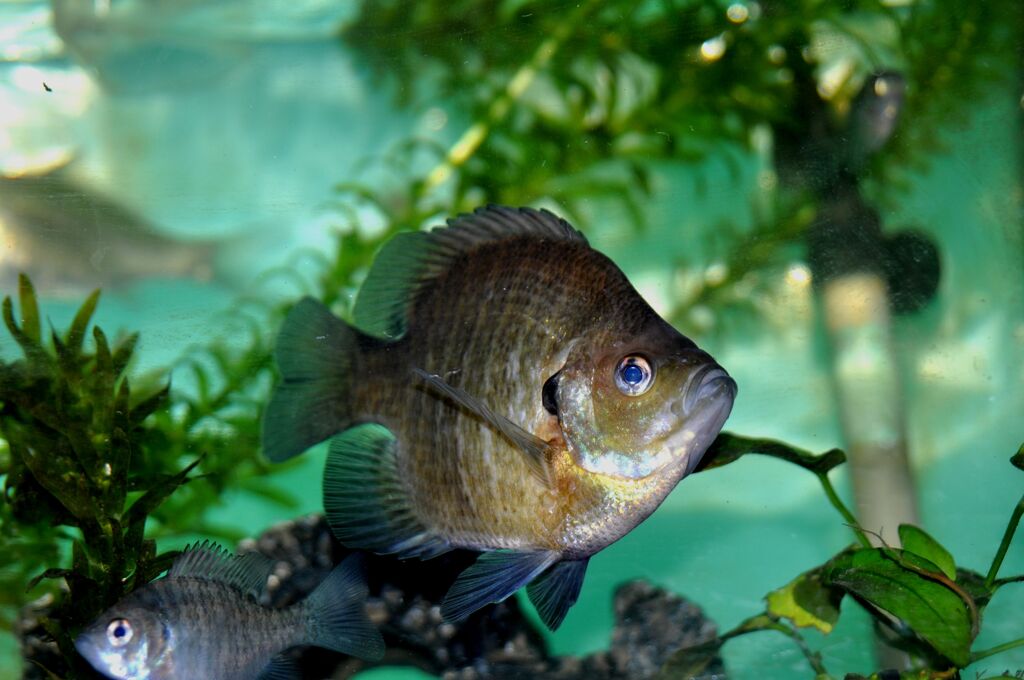 忘れな草　１２