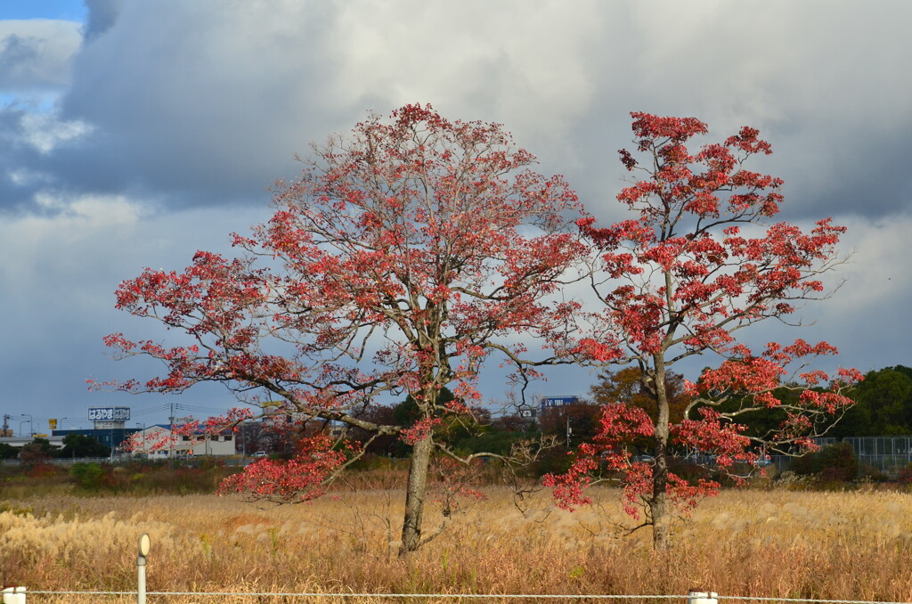 ヒコ撮り場の紅葉　その一