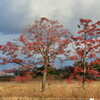 ヒコ撮り場の紅葉　その一