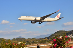 JAL 411