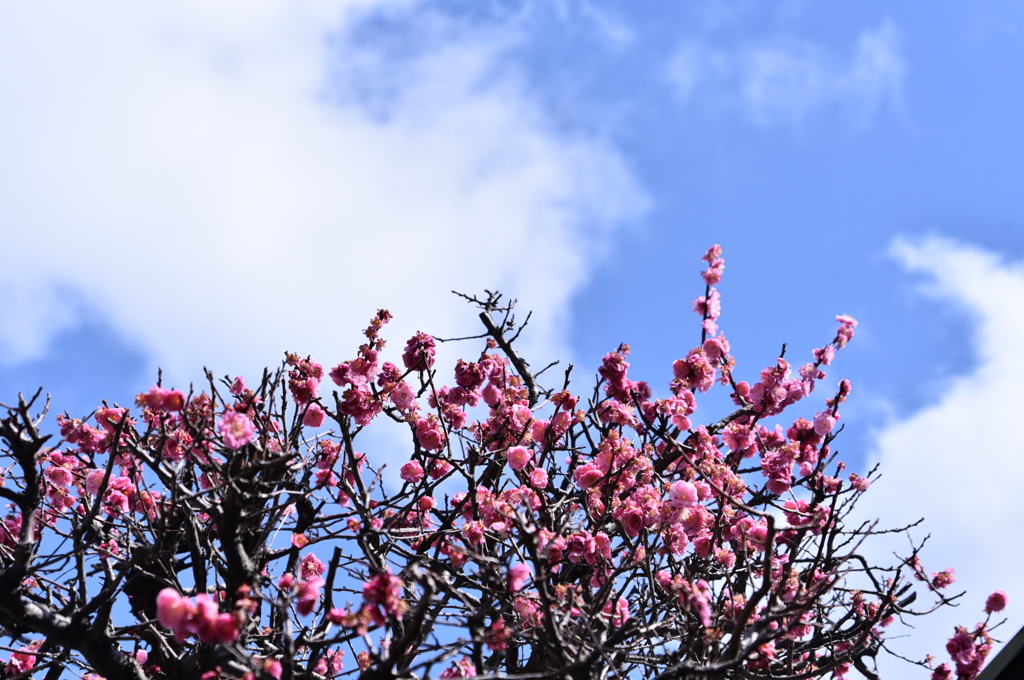 忘れな草　118 「卒業」