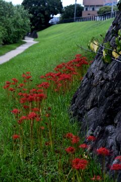 忘れな草　54   「初秋２０２２」２