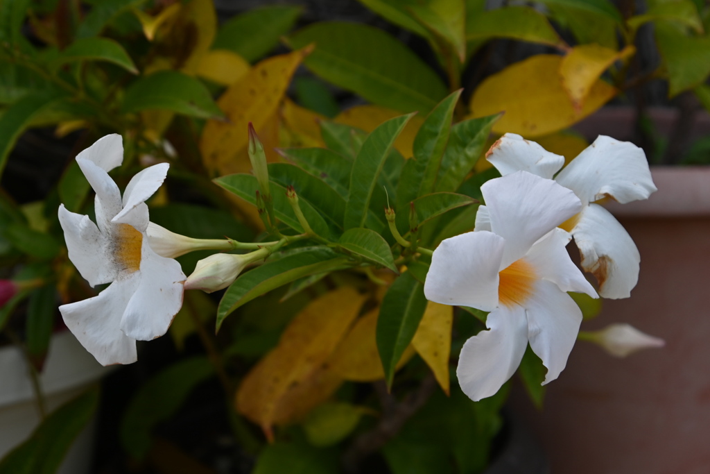 「りんくう公園」08