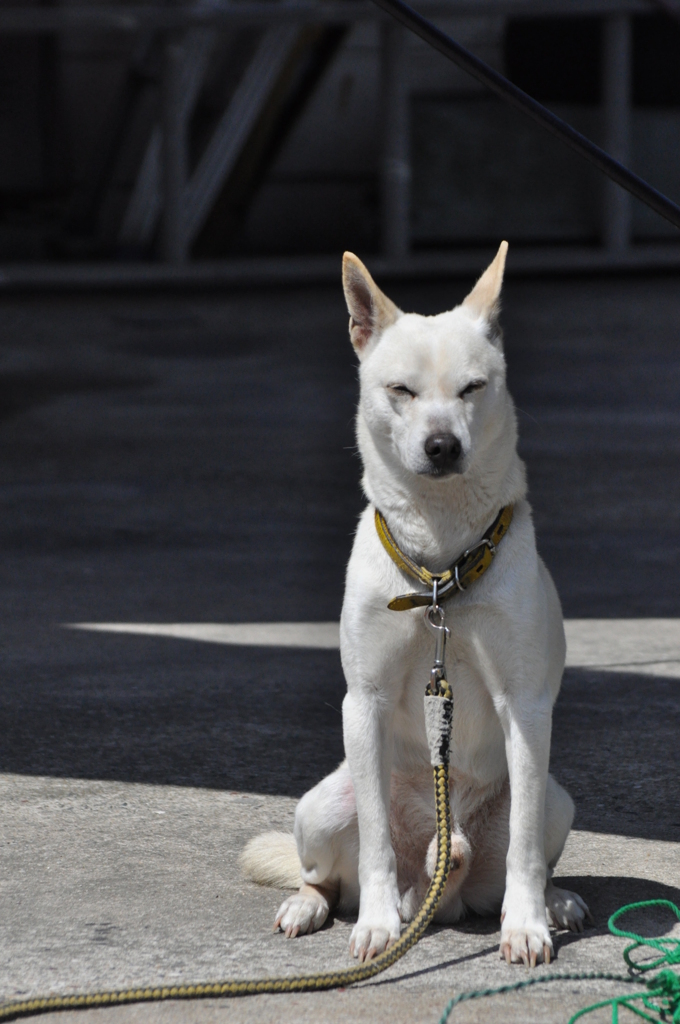 忘れな草　１３