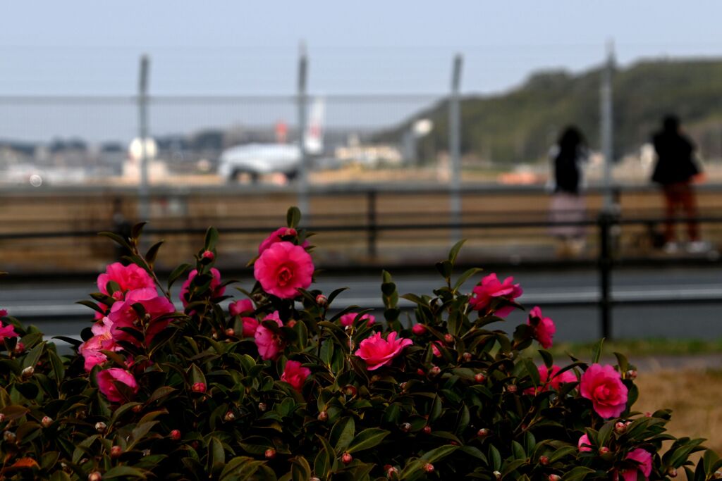「ヒコ撮り場の椿」