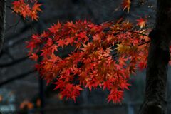 らんだむ。らんだむ。ラン！ラン！ラン！その百四十六「紅葉」