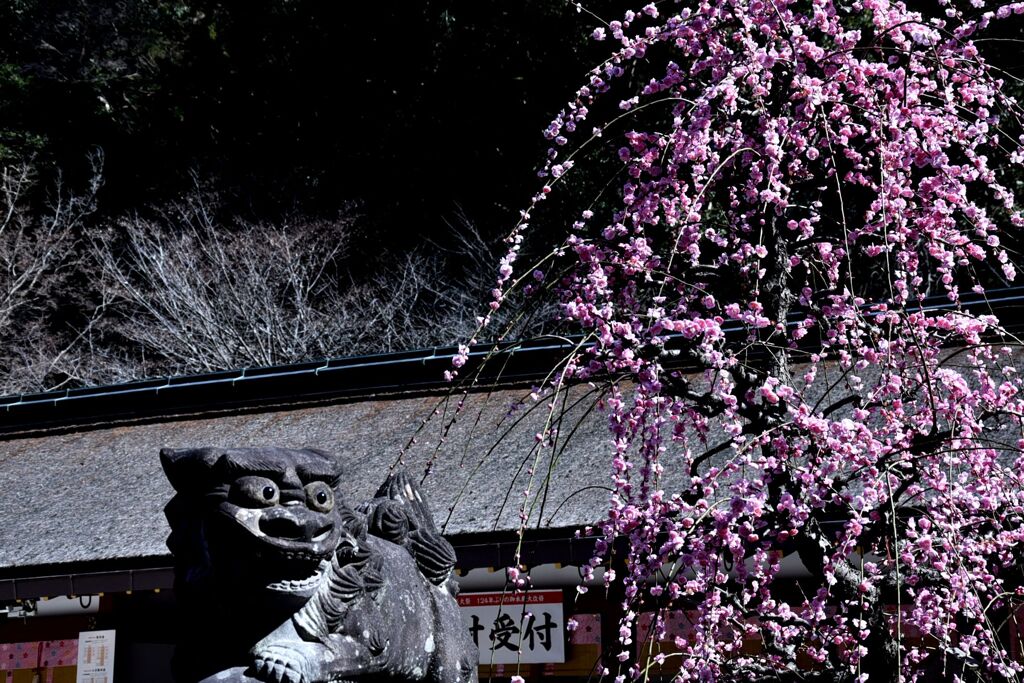 太宰府天満宮 2024/02 その九