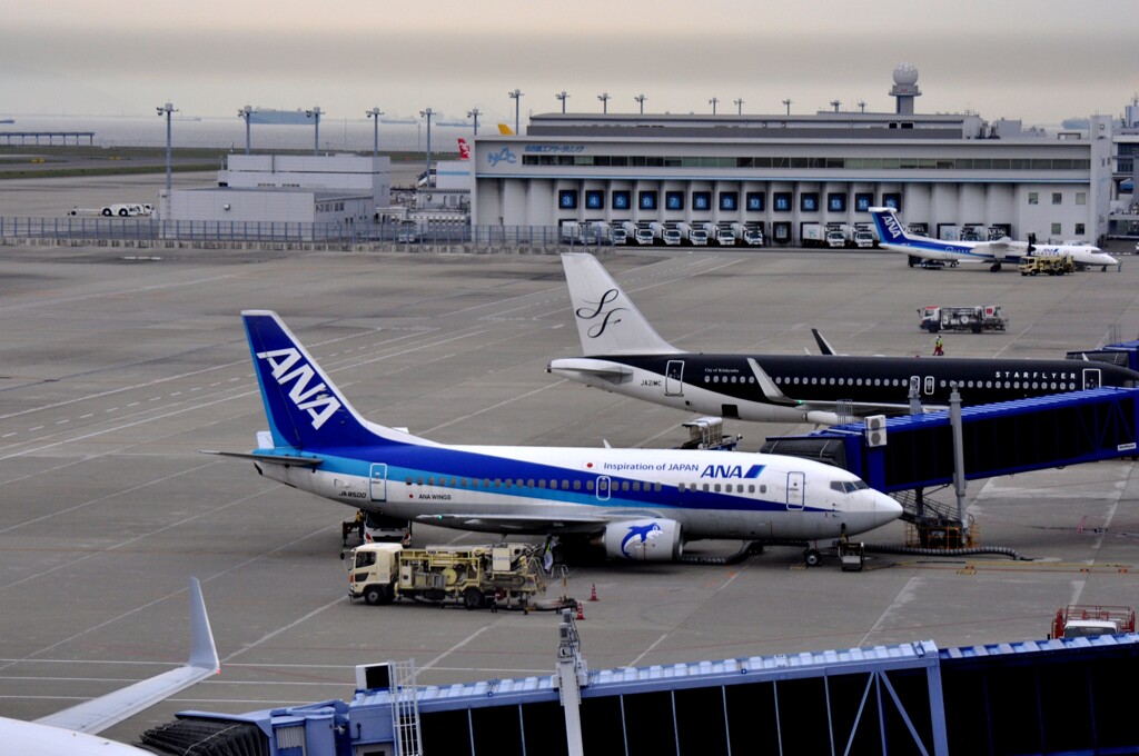 忘れな草　139   「ANA 995 セントレア」 