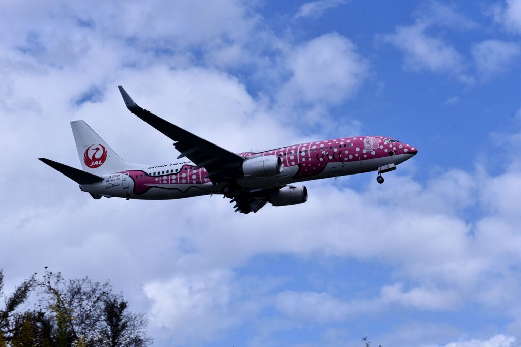 JAL 1066