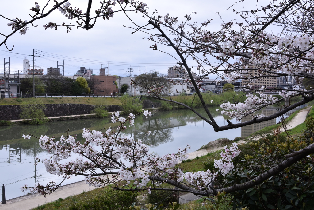 桜　2024　その四