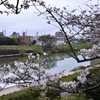桜　2024　その四