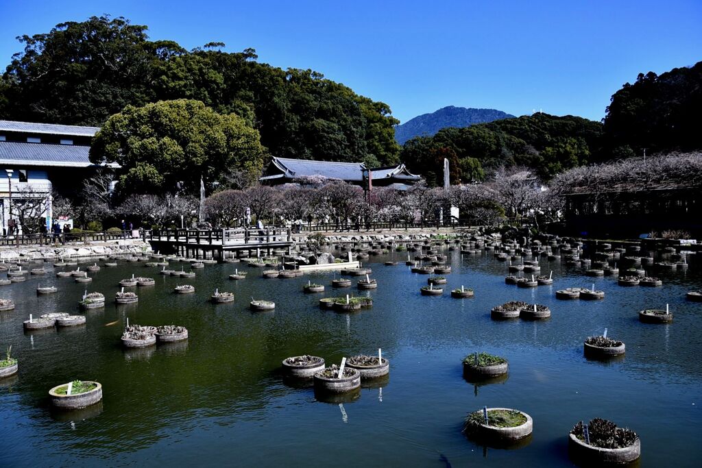 太宰府天満宮 2024/02 その十二
