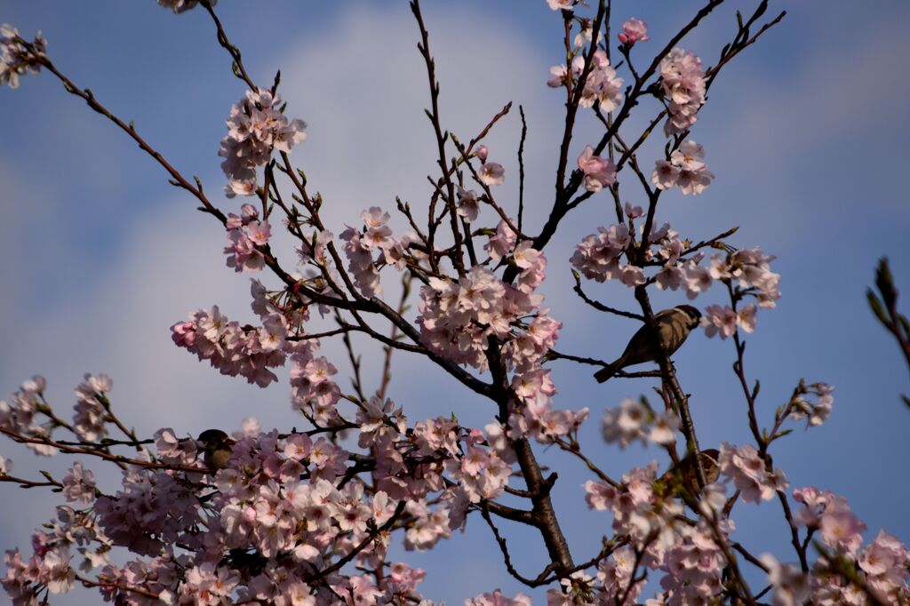 「2025桜 」09