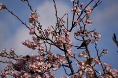 「2025桜 」09