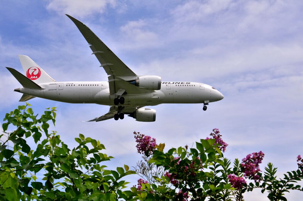 JAL 312
