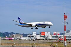ANA 481