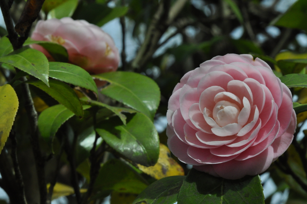 「花」　その一